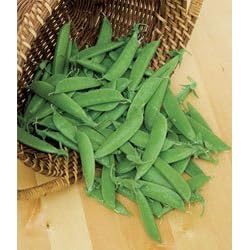 Organic Sugar Daddy Pea Seeds