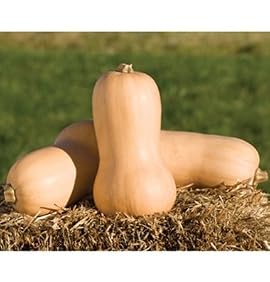 David's Non-Hybrid Organic Squash Waltham Butternut (Cucurbita moschata) 30 Seeds per Packet