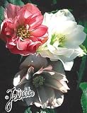 Amazon / Hirt's: Double Vision Christmas Rose 4 Seeds -Helleborus- Shade