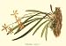 Botanical Native Orchid Print: Epidendrum venosum - Veined Tree-Orchis