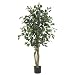 Ficus Bonsai Tree
41HDJlVTCtL. SL75 Ficus Bonsai Tree