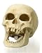 K&A Imports Skull, Extra Large