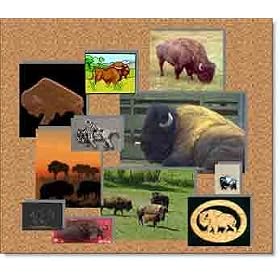 Buffalo Clip Art & Stock Photos