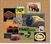Buffalo Clip Art & Stock Photos