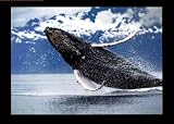 Northern Humpback Whale Animals Art Poster Print by Brandon Cole, 28x22
