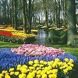 Flower Bulb Sale. Bag of 50 Grape Hyacinths, landscape magic with tulips, daffodils