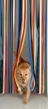 Slat type Door Curtain,Bug Blind,Fly Blind,Strip Blind-TRADITIONAL MULTI COLOUR