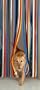 Slat type Door Curtain,Bug Blind,Fly Blind,Strip Blind-TRADITIONAL MULTI COLOUR