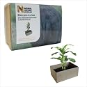 Green Gift - Poo in a Box - Grow a Banana Plant in Ordourless Rhino Poo