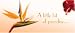 Bird of Paradise Gift Certificates - 25 Pk.