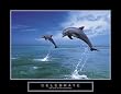 Celebrate - Dolphins, Motivational Poster