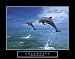 Celebrate - Dolphins, Motivational Poster