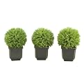 Set of 3 Springeri Ball Set In Square Ceramic