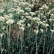 Garlic Chives 4 Plants - Chinese Leeks -Hardy Perennial