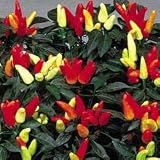 Pepper Seeds - Ornamental Pepper Treasures Red