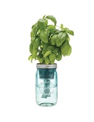 Home: Modern Sprout Garden Jar, Basil - Modern Sprout