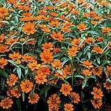 Zinnia Seeds - Zinnia Crystal Orange