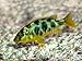 Wallmonkeys Peel and Stick Wall Decals - Colorful African Cichlid - Removable Graphic