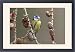 Framed Prints of from Flpa