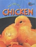 The life of a chicken