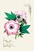 Art Poster, Pink Hibiscus - 12x18