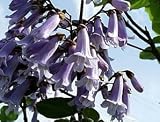 Chinesischer Blauglockenbaum - Paulownia tomentosa - Samen