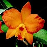 Slc. Hazel Boyd 'Apricot Glow' AM/AOS