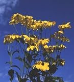 Review Crocus  / Rudbeckia laciniata Herbstsonne