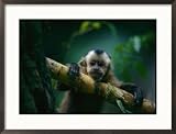 A Capuchin Monkey, Orphaned after Poachers Killed its Mother, Sits in a Tree Animals Framed Photographic Poster Print by Joel Sartore, 29x21