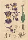 ORCHID Illustration by John Miller Botanical Studies from 1779. Poster print.