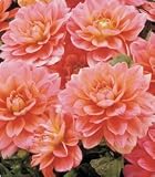 41HH yIbNaL. SL160  Dahlia   Border   Berliner Kleene flower bulb