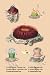 Art Poster, Actinia Sanetae et al. - 18.75 x 27.5