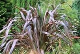 Review Longacres  / Phormium tenax Purpureum 10L