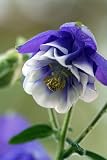 Cameo Blue & White Columbine - 8 Plants - Aquilegia - B001N9UNDG