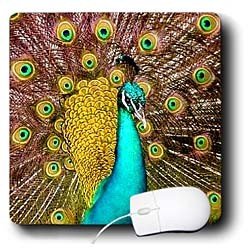 Birds - Colorful Peacock - Mouse Pads