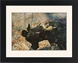 Framed Prints of Wild Dogs - Wild dog pup licks the blood off the jaws of a yearling who has from Ardea Wildlife Pets