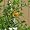 Goldfish Plant - 6" Hanging Basket - Blooms Constantly!