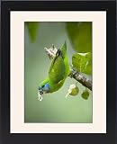 Framed Prints of Double-eyed Fig-Parrot - female adult hangs up side down on a branch and feeds from Ardea Wildlife Pets