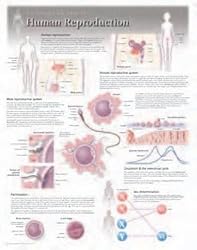 Human Reproduction Wall Chart: 8500