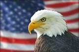 American Bald Eagle Flag - 18