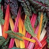 Chard Seeds - Swiss Chard Bright Lights