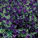 Petunia Seeds - Petunia Wave Blue Hybrid