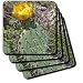 Costal Prickly Pear Cactus flower.(Opuntia littoralis).Crystal Cove State Park, California - Set Of 8 Coasters - Soft