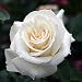 Edelrose 