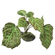 RZIL RAJAH BEGONIA 5"