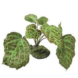 RZIL RAJAH BEGONIA 5"