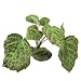 RZIL RAJAH BEGONIA 5"