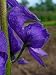 *RARE*WORLD'S MOST POISONOUS PLANT*MONK'S HOOD*15 SEEDS*perennial*SHOWY* #1098-A