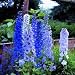 Delphinium Dwarf Blue Fountains - Perennial - 30 seeds