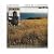 Gold In California: A Retrospective Of Recordings, 1975-1985